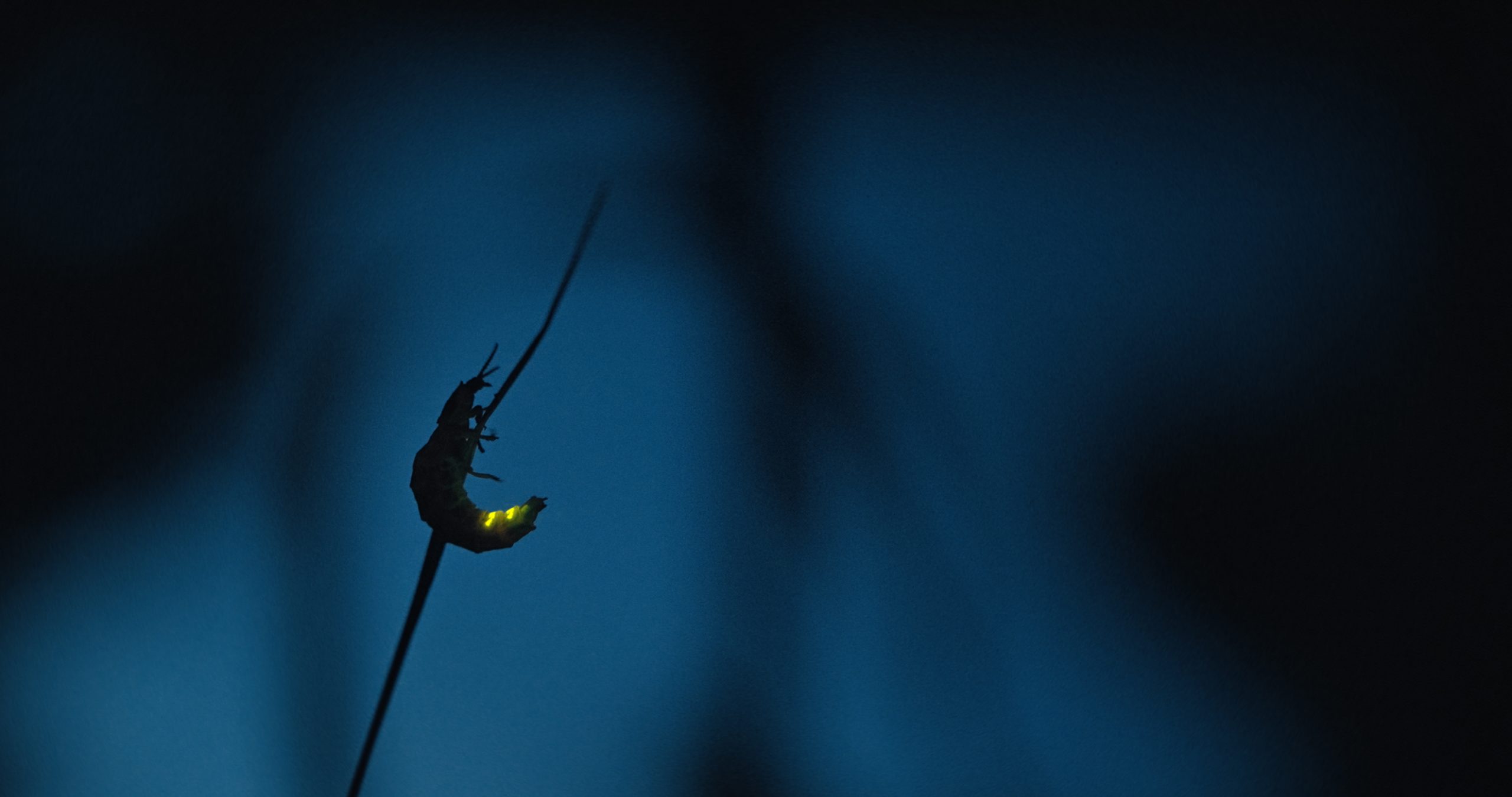 Es krabbelt im Kino: Der deutsche Dokumentarfilm „INSEKTEN – Helden im Verborgenen” läuft ab 16. Juli 2026 im Kino